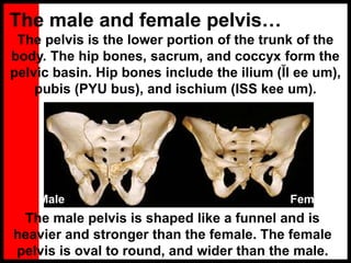 The male and female pelvis…
The pelvis is the lower portion of the trunk of the
body. The hip bones, sacrum, and coccyx form the
pelvic basin. Hip bones include the ilium (Ĭl ee um),
pubis (PYU bus), and ischium (ISS kee um).
The male pelvis is shaped like a funnel and is
heavier and stronger than the female. The female
pelvis is oval to round, and wider than the male.
Male Female
 