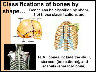 Classifications of bones by
shape… Bones can be classified by shape.
4 of those classifications are:
FLAT bones include the skull,
sternum (breastbone), and
scapula (shoulder bone).
 