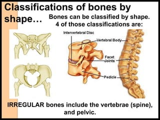 Classifications of bones by
shape… Bones can be classified by shape.
4 of those classifications are:
IRREGULAR bones include the vertebrae (spine),
and pelvic.
 