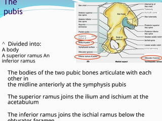 Define Ramus anatomy of the BONES OF THE LOWER LIMB 1.ppt