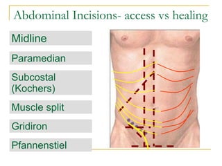 Principles of abdominal anatomy | PPT