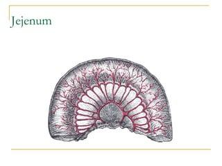 Jenum Principles of abdominal anatomy | PPT