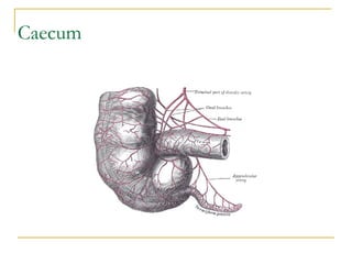 Principles of abdominal anatomy | PPT