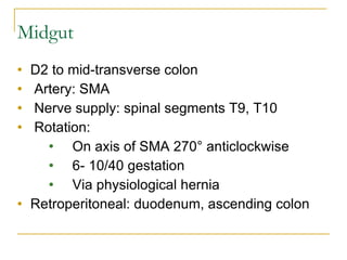 Principles of abdominal anatomy | PPT