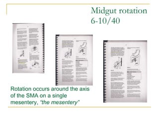 Principles of abdominal anatomy | PPT