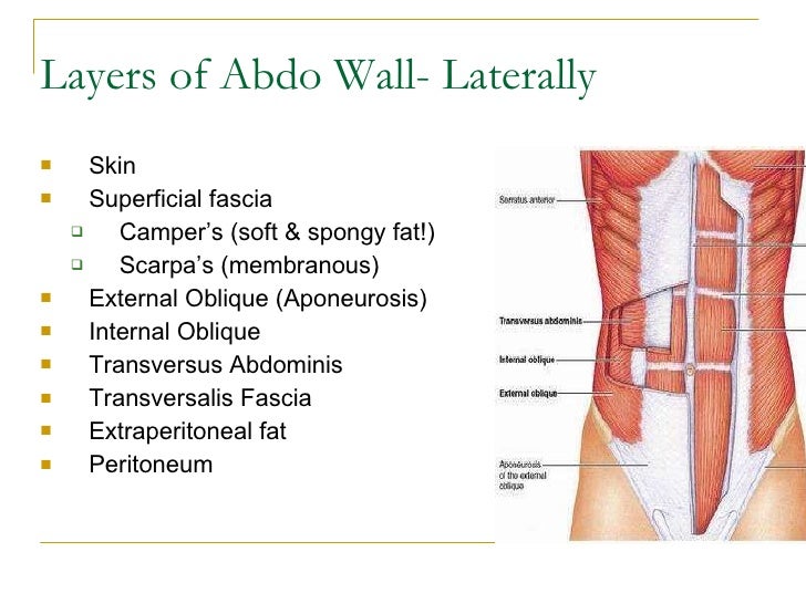 Principles of abdominal anatomy