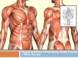 Human Anatomy & Physiology Study Course
– REAL Review
 