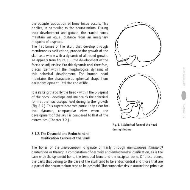 Anatomy human morphology from a phenomenological point of view