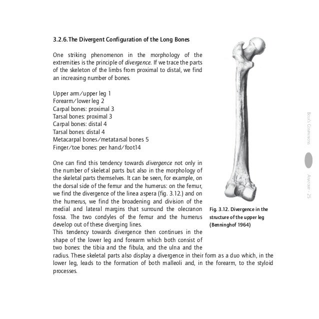 Anatomy human morphology from a phenomenological point of view