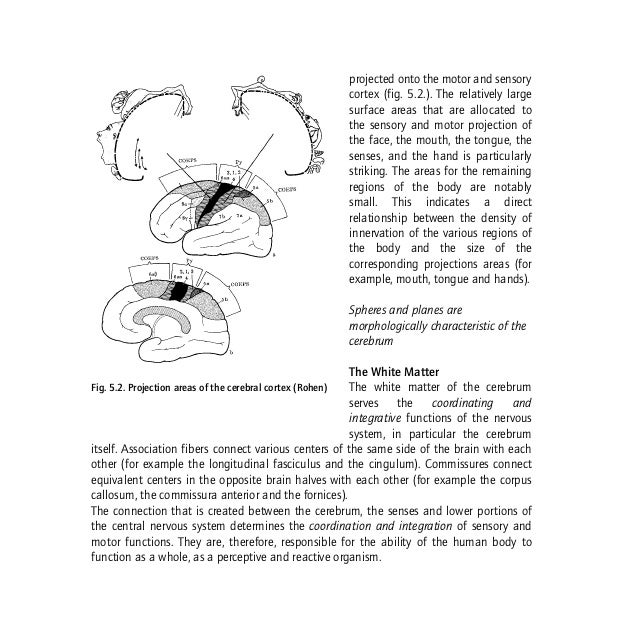 Anatomy human morphology from a phenomenological point of view