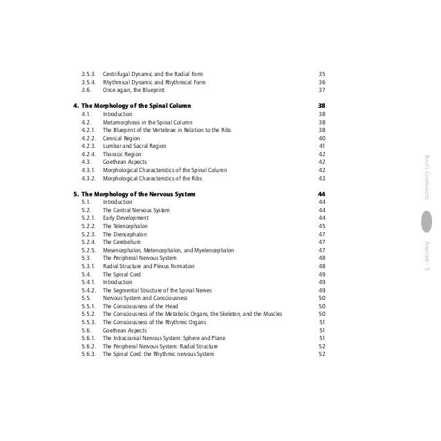 Anatomy human morphology from a phenomenological point of view