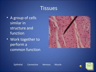 Tissues ,[object Object],[object Object],Epithelial Connective Muscle Nervous 
