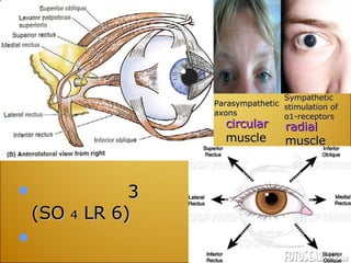 3 (SO  4  LR 6) Sympathetic stimulation of α1-receptors Parasympathetic axons  circular  muscle  radial  muscle 