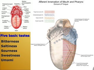 Five basic tastes Bitterness Saltiness Sourness Sweetness Umami 