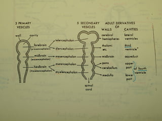 Division of the Brain 