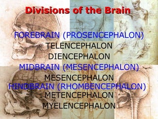Divisions of the Brain FOREBRAIN (PROSENCEPHALON) TELENCEPHALON DIENCEPHALON MIDBRAIN (MESENCEPHALON) MESENCEPHALON HINDBRAIN (RHOMBENCEPHALON) ) METENCEPHALON MYELENCEPHALON 