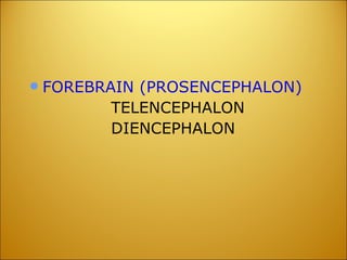 FOREBRAIN (PROSENCEPHALON) TELENCEPHALON DIENCEPHALON 