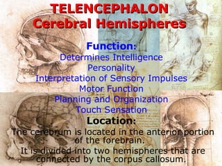 TELENCEPHALON Cerebral Hemispheres Function :   Determines Intelligence  Personality  Interpretation of Sensory Impulses  Motor Function  Planning and Organization  Touch Sensation  Location :   The cerebrum is located in the anterior portion of the forebrain.  It is divided into two hemispheres that are connected by the corpus callosum.   
