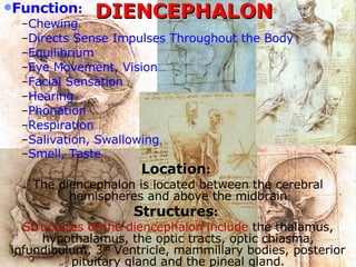 DIENCEPHALON Function :   Chewing  Directs Sense Impulses Throughout the Body  Equilibrium  Eye Movement, Vision  Facial Sensation  Hearing  Phonation  Respiration  Salivation, Swallowing  Smell, Taste   Location :   The diencephalon is located between the cerebral hemispheres and above the midbrain Structures :   Structures of the diencephalon include  the thalamus, hypothalamus, the optic tracts, optic chiasma, infundibulum, 3 rd  Ventricle, mammillary bodies, posterior pituitary gland and the pineal gland. 