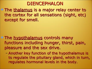 DIENCEPHALON The  thalamus  is a major relay center to the cortex for all sensations (sight, etc) except for smell.  The  hypothalamus  controls many functions including hunger, thirst, pain, pleasure and the sex drive.  Another key function of the hypothalamus is to regulate the pituitary gland, which in turn, regulates hormonal levels in the body.  
