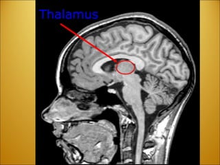 Thalamus 