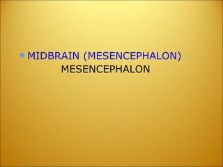 MIDBRAIN (MESENCEPHALON) MESENCEPHALON 