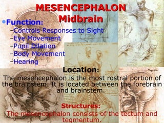 MESENCEPHALON Midbrain Function :   Controls Responses to Sight  Eye Movement  Pupil Dilation  Body Movement  Hearing  Location :   The mesencephalon is the most rostral portion of the brainstem. It is located between the forebrain and brainstem.   Structures:   The mesencephalon consists of the tectum and tegmentum. 