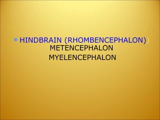 HINDBRAIN (RHOMBENCEPHALON) )   METENCEPHALON MYELENCEPHALON 
