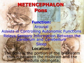 METENCEPHALON Pons Function:   Arousal  Assists in Controlling Autonomic Functions  Relays Sensory Information Between the Cerebrum and Cerebellum  Sleep   Location:   The pons is the portion of the brainstem that is between the midbrain and the medulla oblongata. 