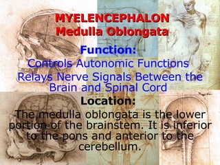 MYELENCEPHALON Medulla Oblongata Function:   Controls Autonomic Functions  Relays Nerve Signals Between the Brain and Spinal Cord  Location:   The medulla oblongata is the lower portion of the brainstem. It is inferior to the pons and anterior to the cerebellum. 