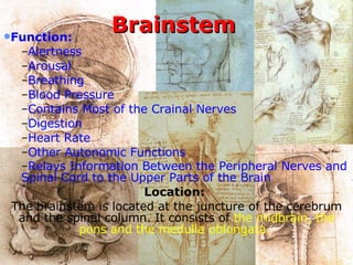 Brainstem Function:   Alertness  Arousal  Breathing  Blood Pressure  Contains Most of the Crainal Nerves  Digestion  Heart Rate  Other Autonomic Functions  Relays Information Between the Peripheral Nerves and Spinal Cord to the Upper Parts of the Brain   Location:   The brainstem is located at the juncture of the cerebrum and the spinal column. It consists of  the midbrain, the pons and the medulla oblongata.  