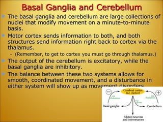 Basal Ganglia and Cerebellum The basal ganglia and cerebellum are large collections of nuclei that modify movement on a minute-to-minute basis.  Motor cortex sends information to both, and both structures send information right back to cortex via the thalamus.  (Remember, to get to cortex you must go through thalamus.)  The output of the cerebellum is excitatory, while the basal ganglia are inhibitory.  The balance between these two systems allows for smooth, coordinated movement, and a disturbance in either system will show up as movement disorders  