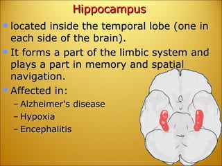 Hippocampus located inside the temporal lobe (one in each side of the brain).  It forms a part of the limbic system and plays a part in memory and spatial navigation.  Affected in: Alzheimer's disease Hypoxia Encephalitis 