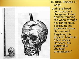 In 1848, Phineas T. Gage, during railroad construction a charge exploded and the tamping rod when through his frontal skull, destroying his prefrontal cortex. He survived! Regaining his physical health in a few weeks. However, his personality changed dramatically."  