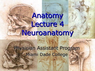 Anatomy Lecture 4 Neuroanatomy Physician Assistant Program Miami Dade College 