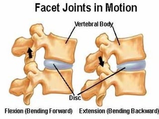 Anatomy Lect 5 Trunk & Spine | PPT