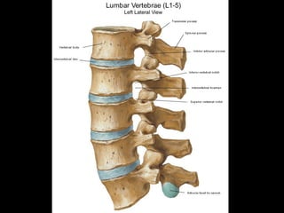 Anatomy Lect 5 Trunk & Spine | PPT