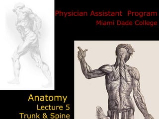 Anatomy   Lecture 5  Trunk & Spine Physician Assistant  Program Miami Dade College 