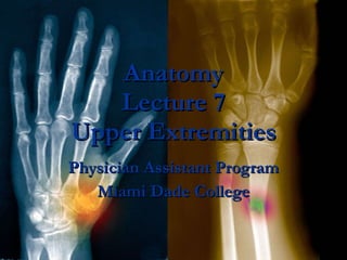 Anatomy Lecture 7 Upper Extremities Physician Assistant Program Miami Dade College 