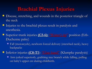 Anatomy Lect 7 Ue | PPT