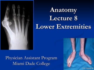 Anatomy Lecture 8 Lower Extremities Physician Assistant Program Miami Dade College 