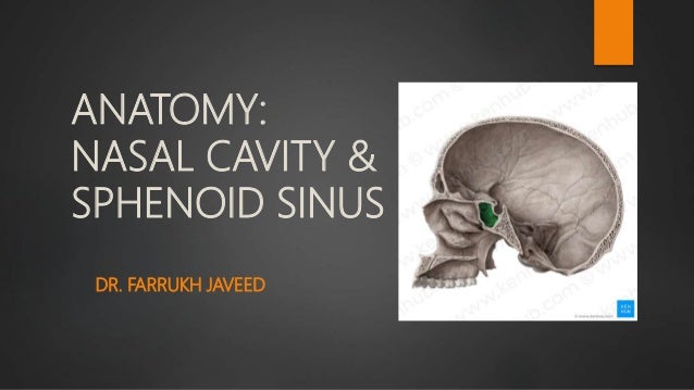 Nasal Cavity And Sphenoid Sinus Anatomy Nasal Cavity And Sphenoid Sinus Anatomy