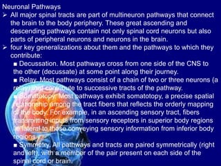 Multineuron Anatomy-Nervous-System Anatomy and Physiology updated.pptx