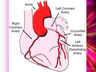 Anatomy Of Cardiovasvular System | PPT