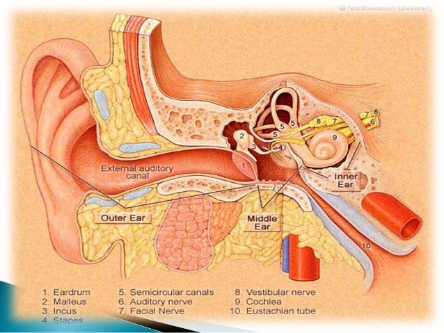 Anatomy Physiology of ear