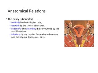 Comprehensive Anatomy of the Female Genital System: Structure, Function ...