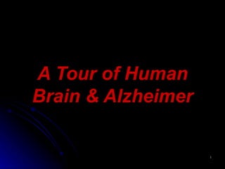 A Tour of Human Brain & Alzheimer 
