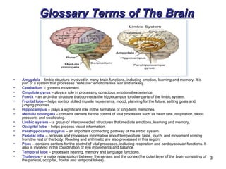 Anatomy Of Human Brain