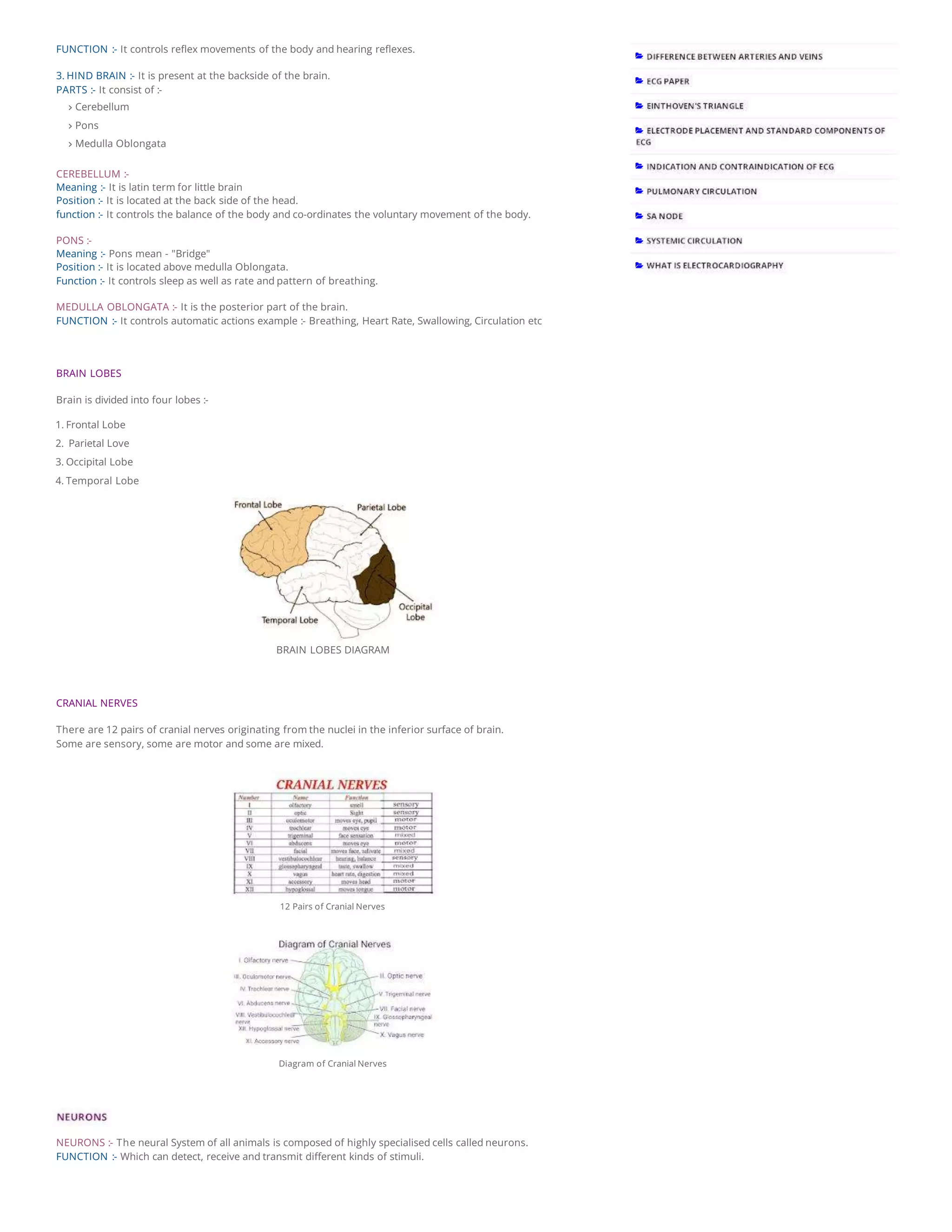 HUMAN BRAIN ANATOMY AND FUNCTIONS PDF visual data 4