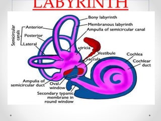 Anatomy of Inner ear | PPTX